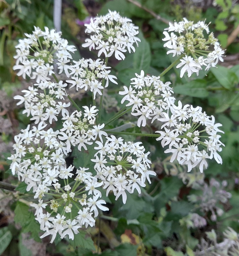 common hogweed