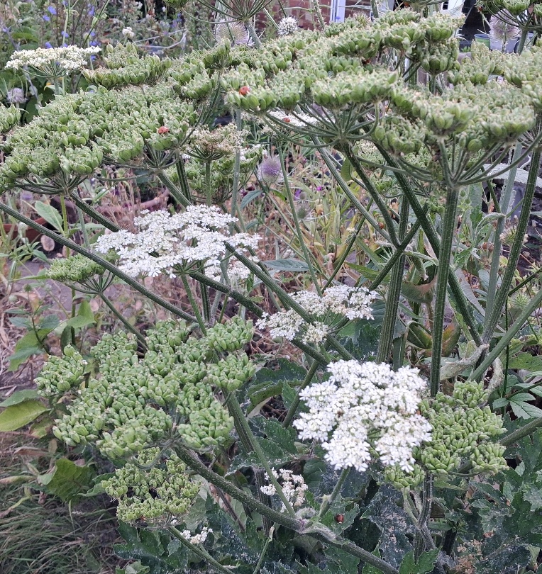 common hogweed ladybirds