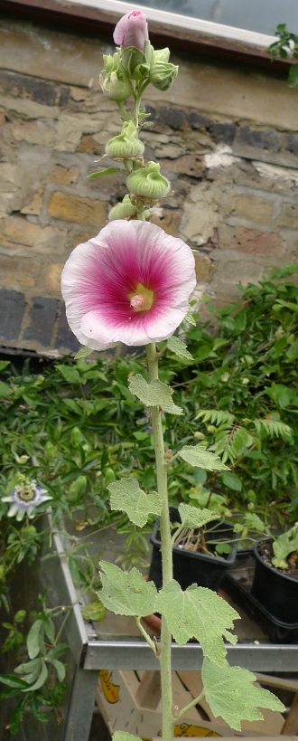 hollyhock
