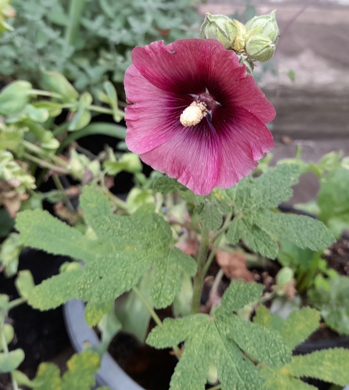 hollyhocks