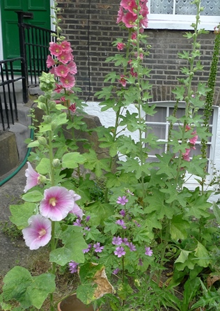 hollyhocks