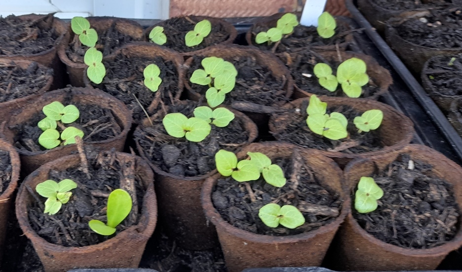 hollyhock seedlings