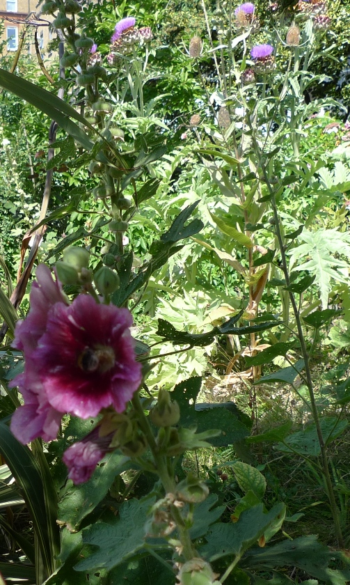 hollyhock with bee