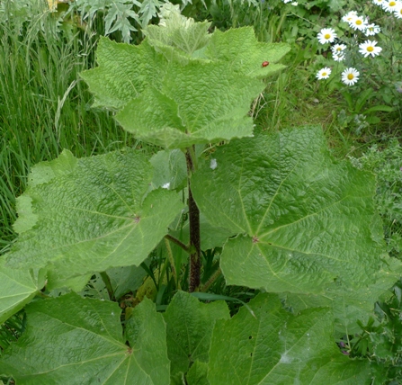 red-stemmed hollyhock 