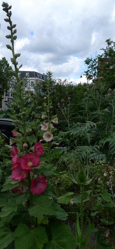 hollyhocks