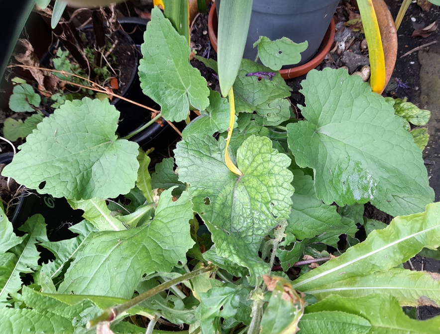 honesty lunaria annua