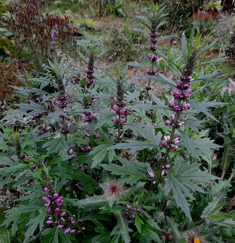 honeyweed Siberian motherwort Leonurus sibiricus