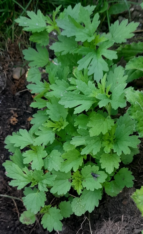 honeyweed Leonurus sibiricus