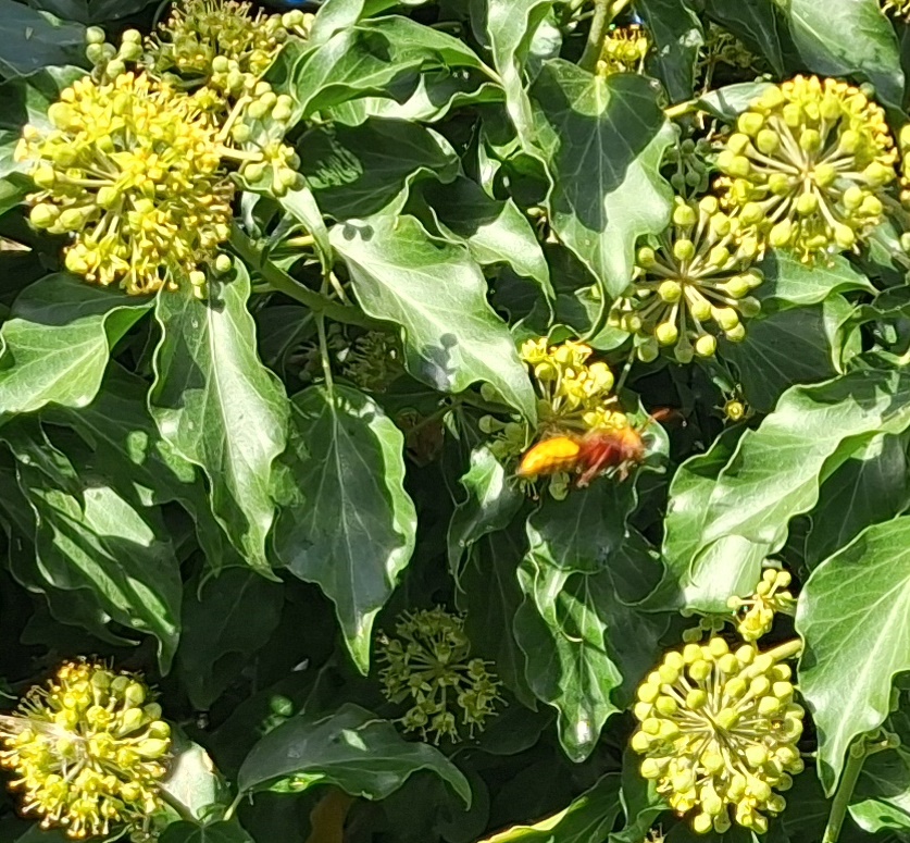 hornet mimic hoverfly ivy