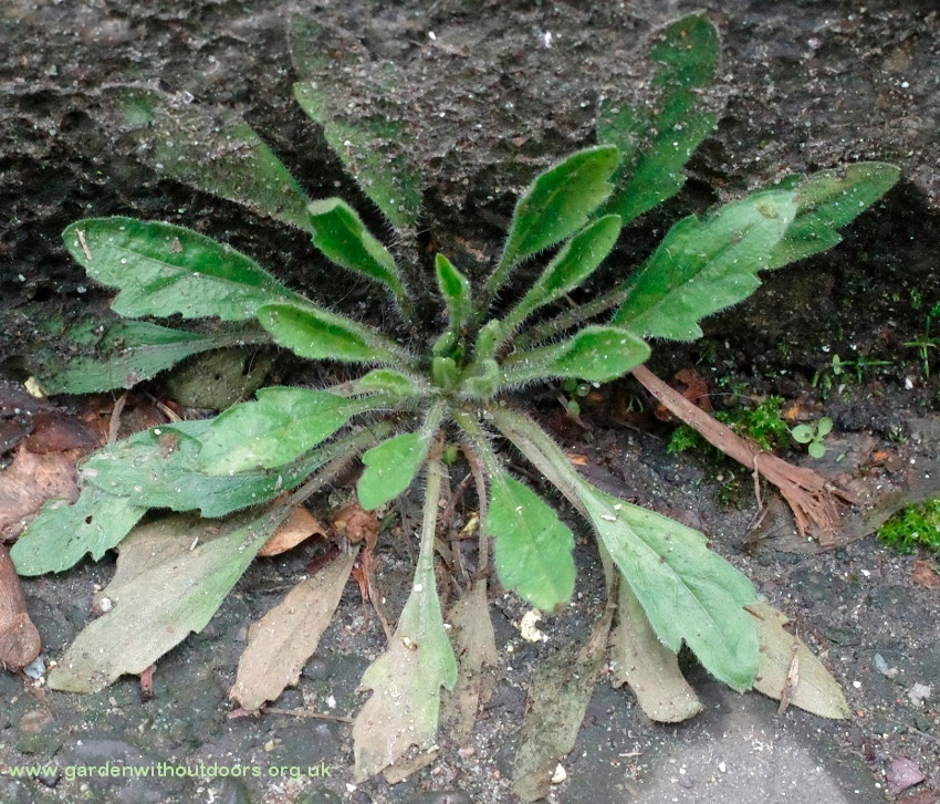 horseweed erigeron canadensis