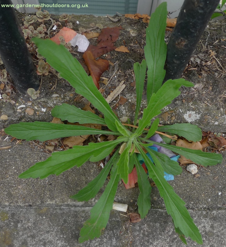 horseweed erigeron canadensis
