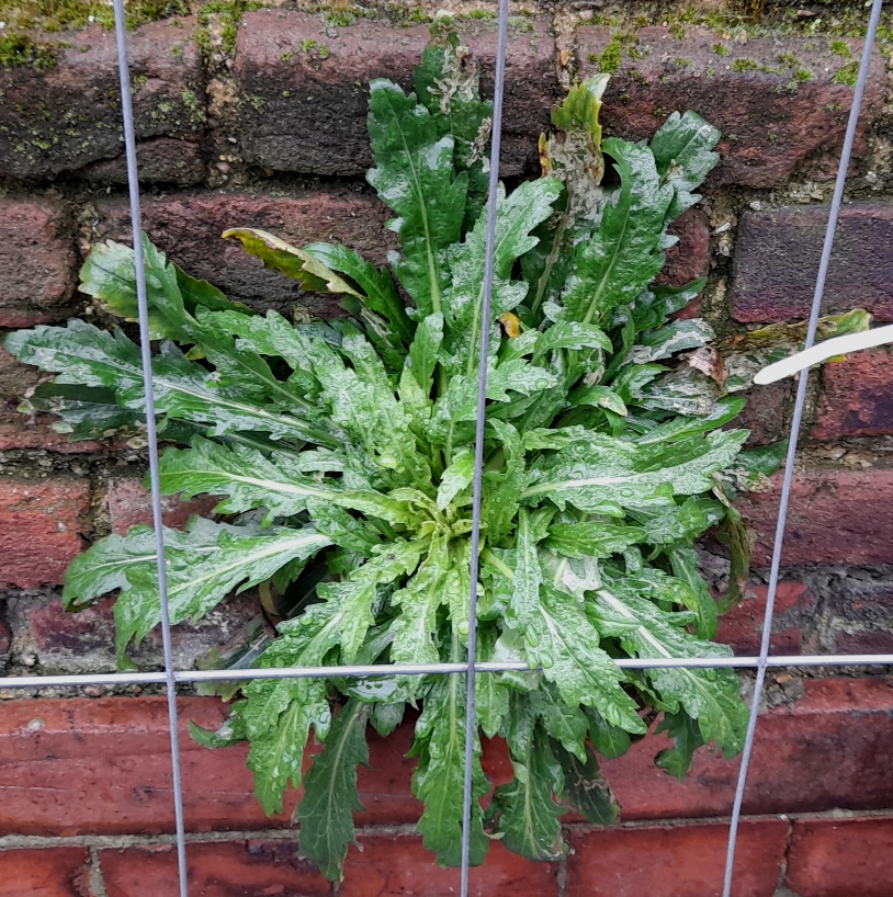 horseweed Erigeron canadensis
