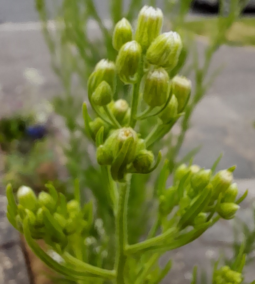 horseweed buds erigeron canadensis