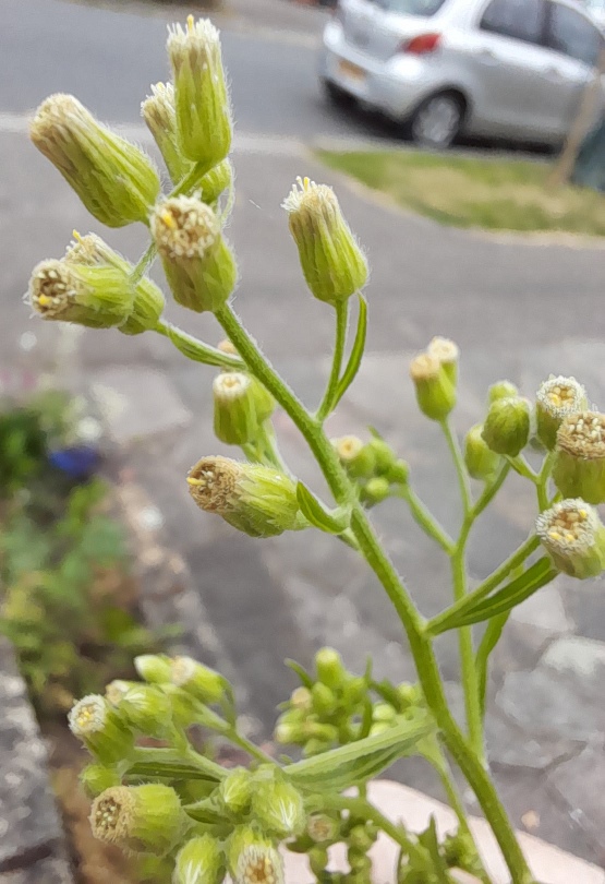 horseweed flowers