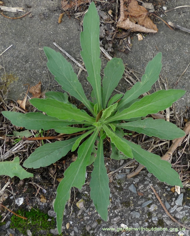 horseweed erigeron karvinskianus
