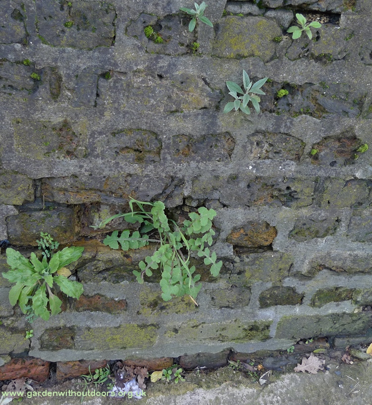 horseweed sow thistle