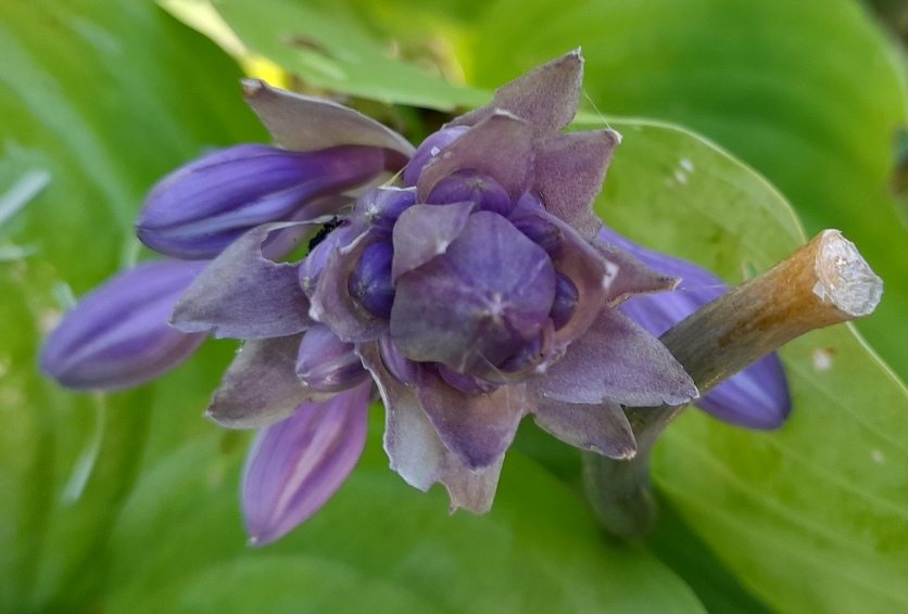 hosta flower