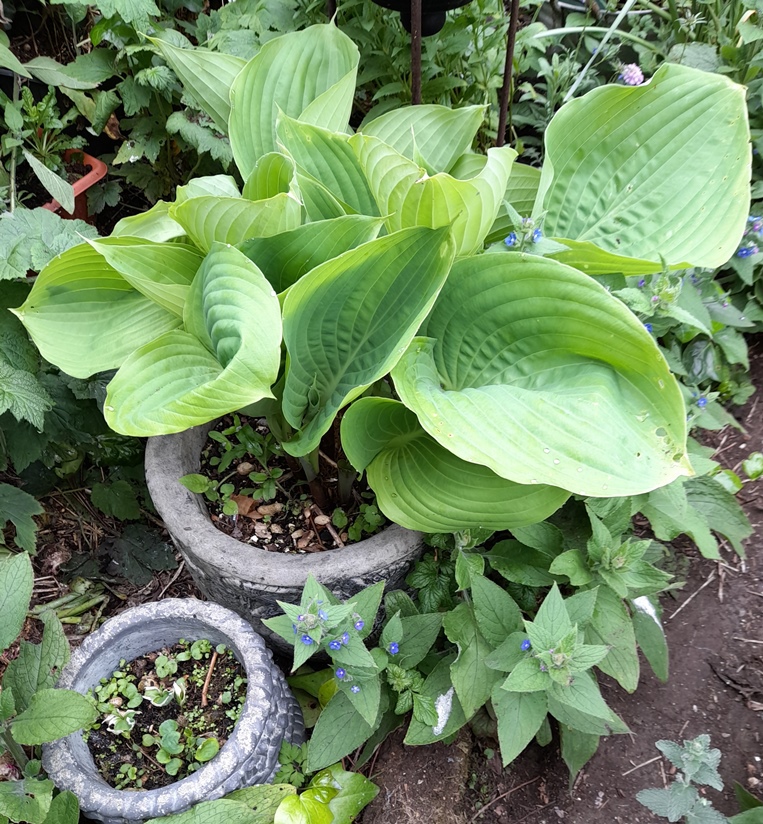 hosta