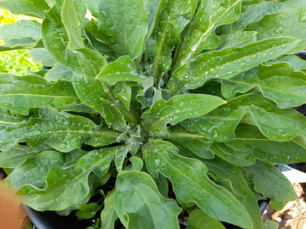 houndstongue Cynoglossum officinale