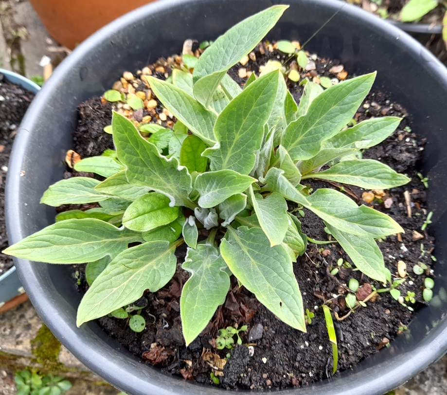 houndstongue Cynoglossum officinale