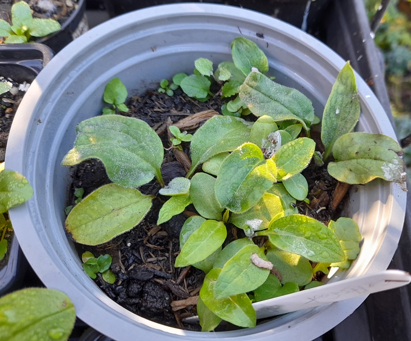 houndstongue seedlings