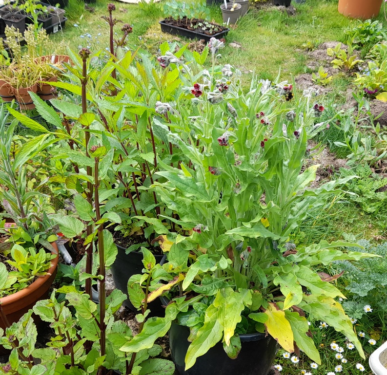 houndstongue water figwort