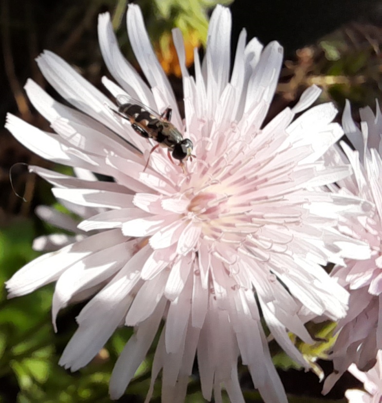 hoverfly crepis rubra