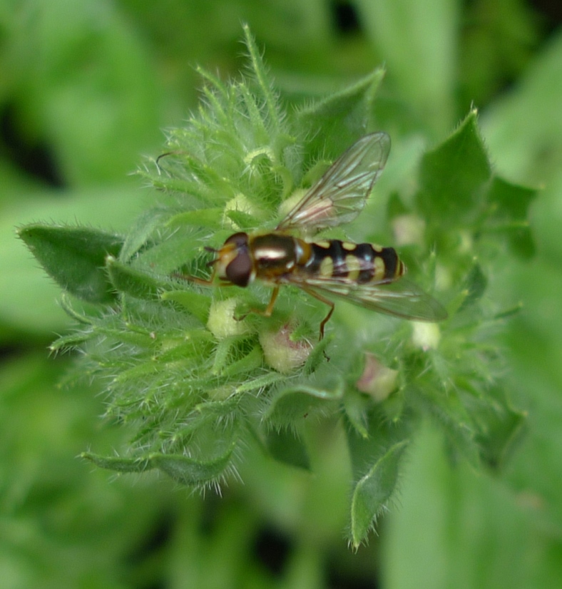 hoverfly on echium Blue Bedder