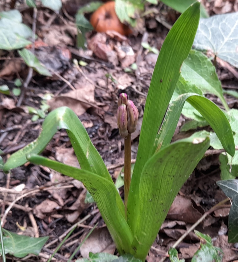 hyacinth buds