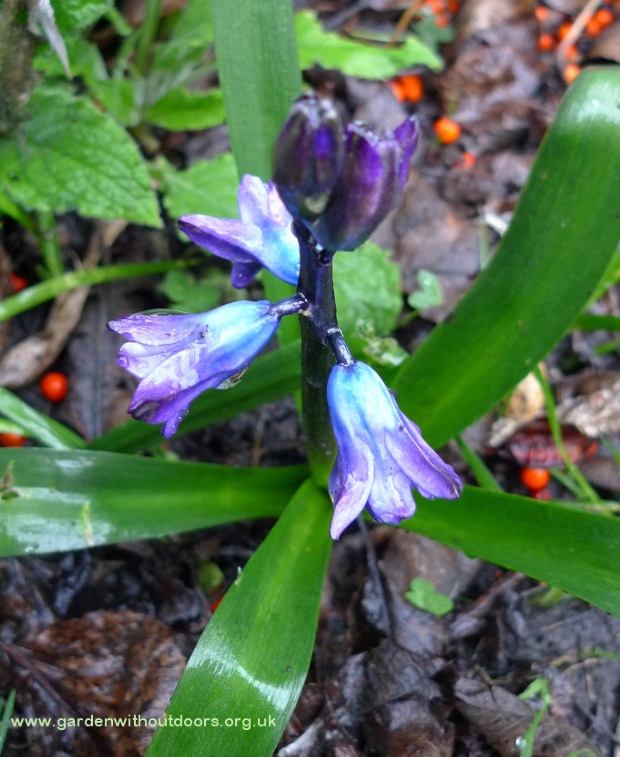 previously forced hyacinth