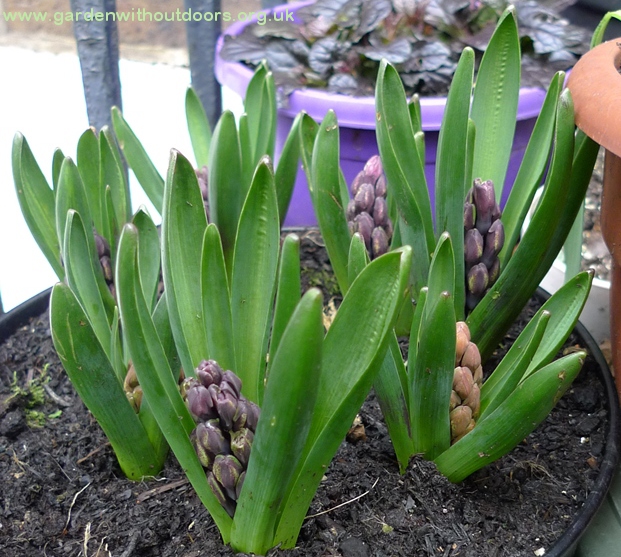 hyacinths