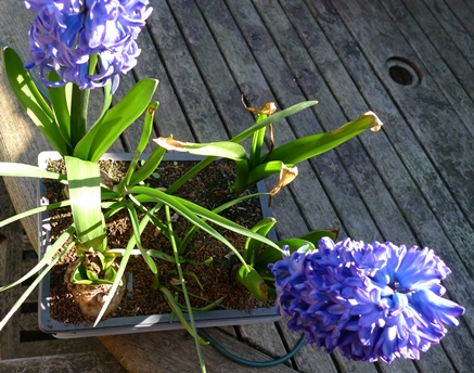 hyacinths