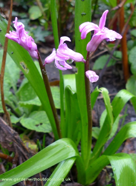 previously forced hyacinths