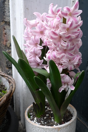 hyacinth
