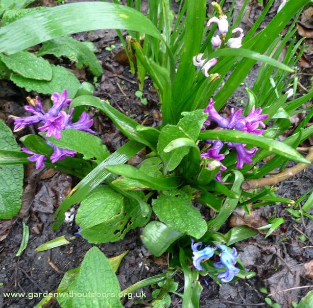 previously forced hyacinths