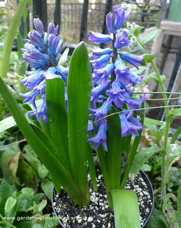 hyacinths
