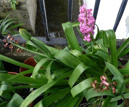 pink hyacinth