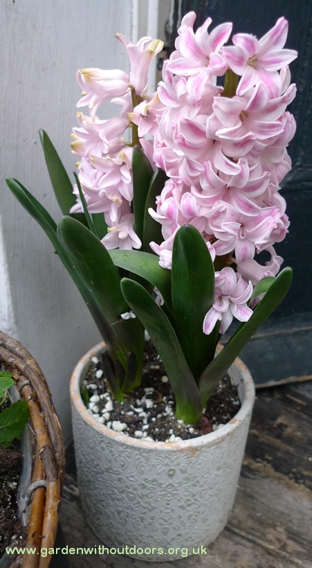 hyacinths