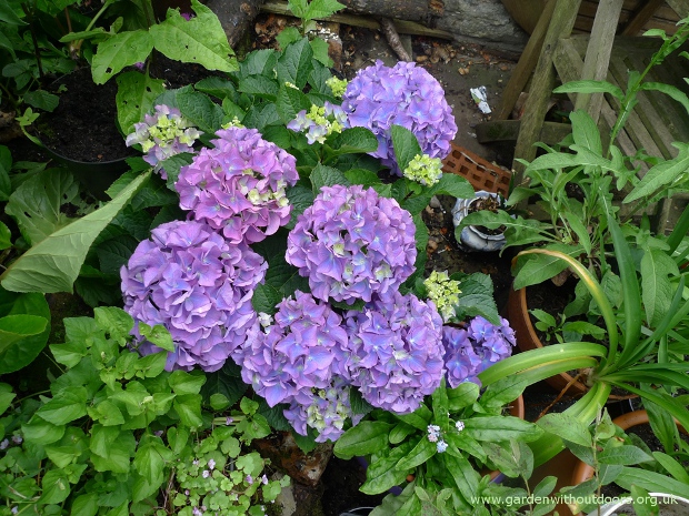 hydrangea