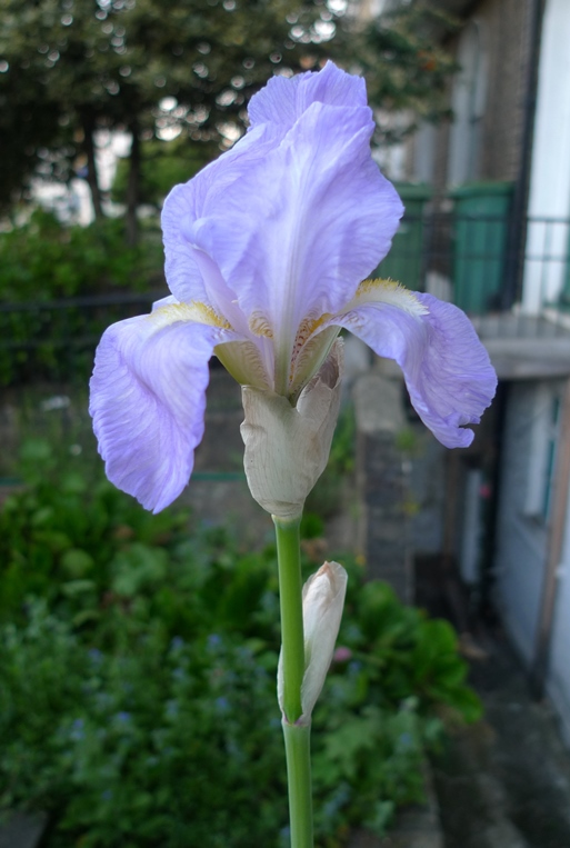 iris