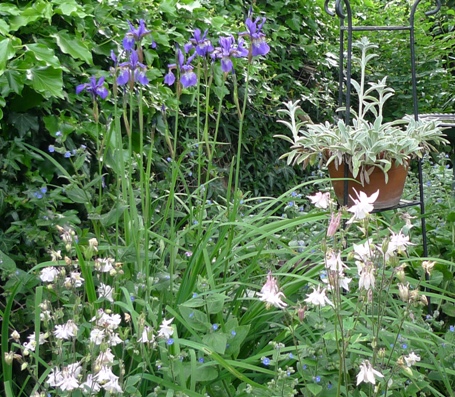iris and aquilegia