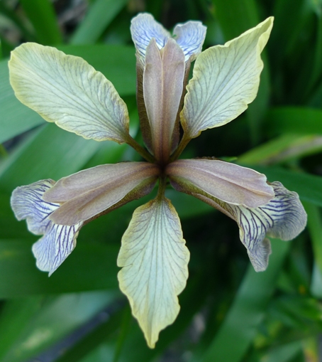 iris foetidissima