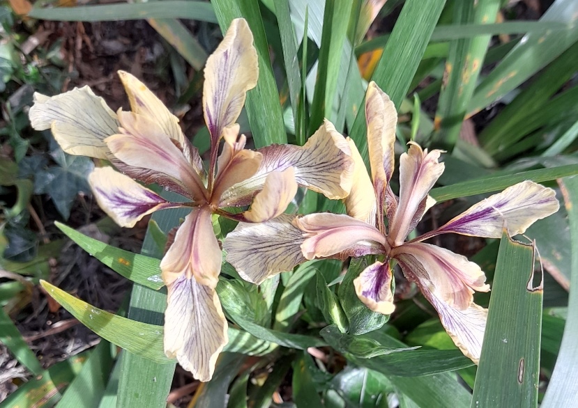 iris foetidissima
