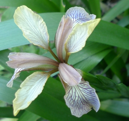 iris foetidissima