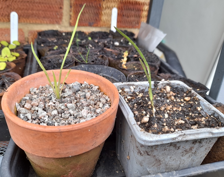iris seedlings