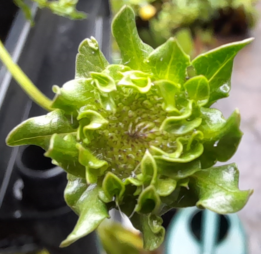 jasione perennis bud 