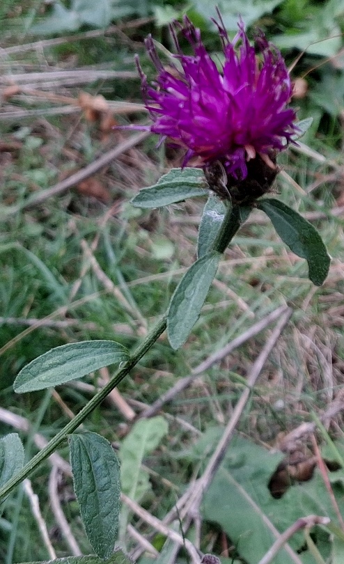knapweed