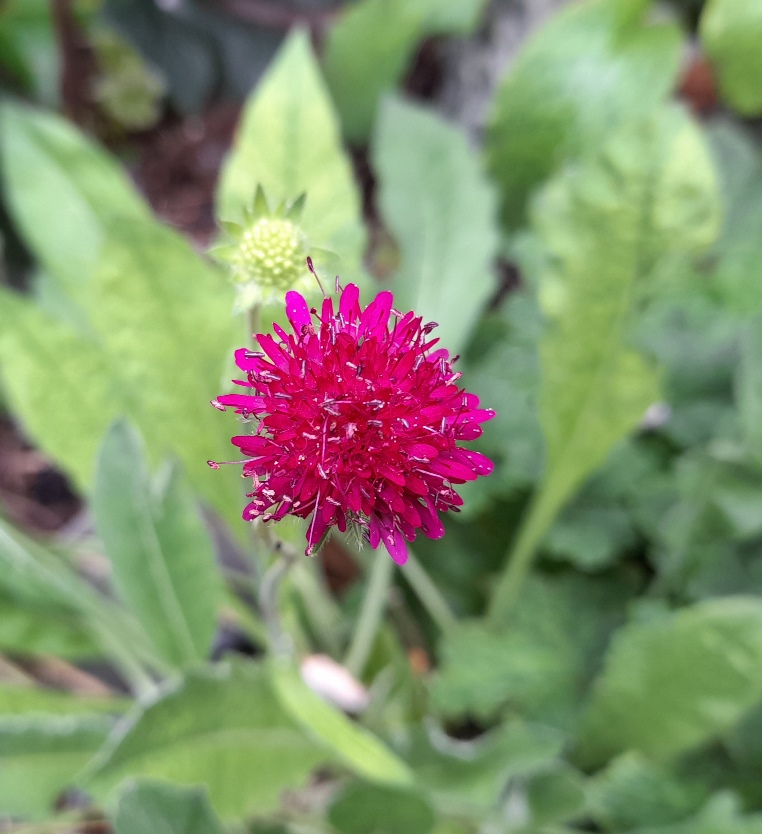 knautia