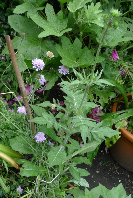 knautia and scabious