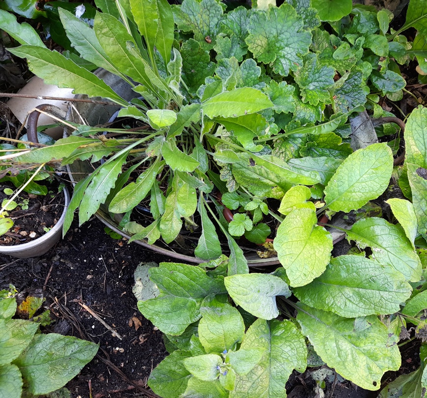 knautia macedonica fringecups